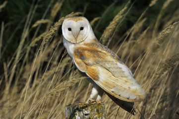 Barn Owl on post
