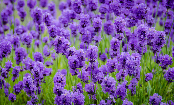 Fototapeta Closeup of lavender flowers