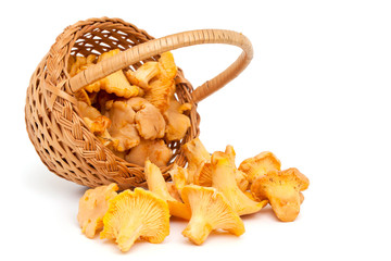 chanterelle mushrooms
