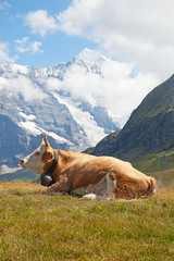 Fototapeta na wymiar Szwajcarska krowa