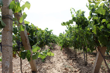 Vineyard.