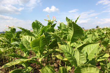 Tobacco farm.