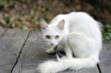 Белый кот сидит на деревянной платформе