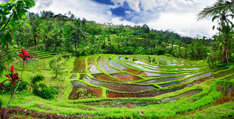 beautiful rice teracces - Bali