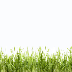 Fototapeta premium Abstract green nature background with grass