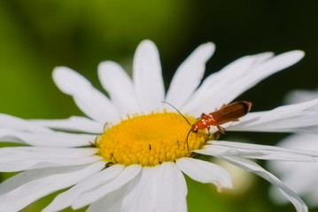 Obraz premium camomile