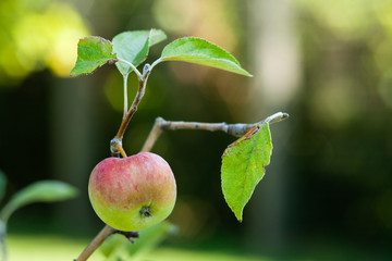 Apfel am Baum
