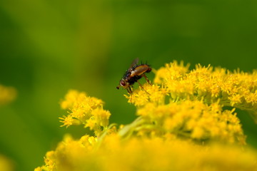 Fototapeta premium Fliege