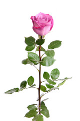 Fototapeta premium One fresh pink rose over white background