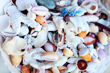 Sea shells and corals