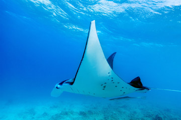 Manta ray