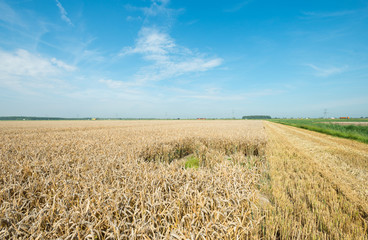 Corn growing on a field in summer