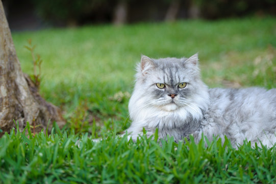 Gato persa tumbado en jardín