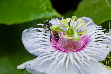 Honey bee in the passionflower