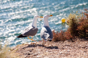 Gaivotas Algarve