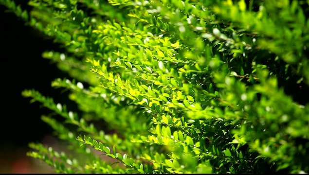 Green hedge leaves on blured background