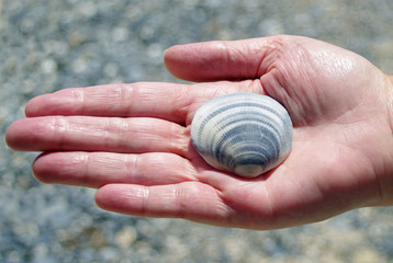 womans hand and seashell