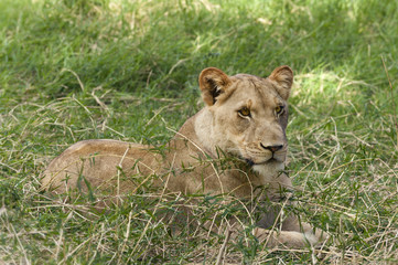 Fototapeta na wymiar Lioness Odpoczynku