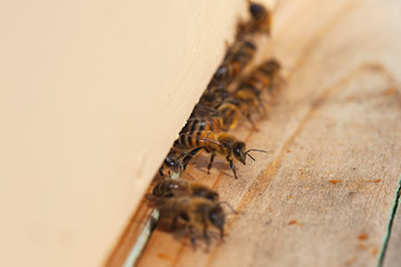 Bees.