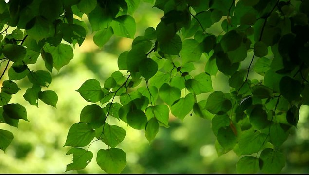 Beautiful green leaves and bright sun