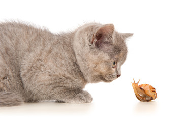 Kitten with a snail, isolated on white