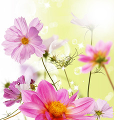 Fototapeta na wymiar The beautiful decorative spring flowers
