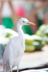 Cattle Egret standing on a bench at Victoria fish market