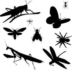 different insects