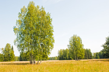Russian birch in the field.