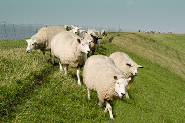 Schafe auf einem Deich