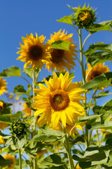 sunflowers at the field in summer