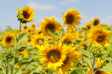 Obraz premium sunflowers at the field in summer
