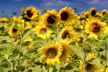 Obraz premium sunflowers at the field in summer