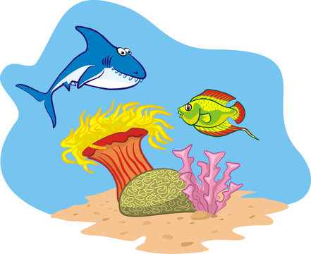 shark, fish and coral reef