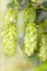 Hop - taste of beer