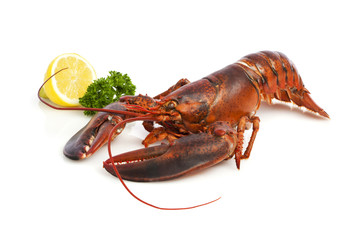Red Lobster on white