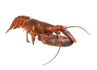 Hummer isoliert