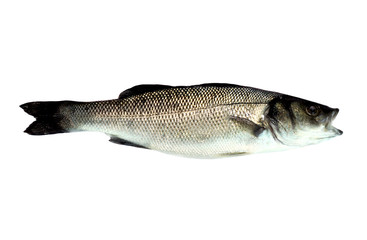 Sea Bass Fish