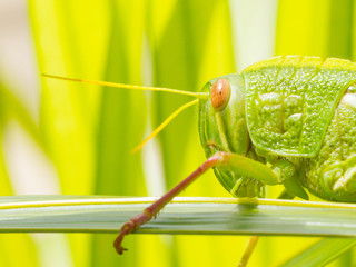 Large grasshopper, eating grass