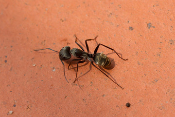 Large black ant walking