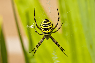 Wespenspinne, Argiope bruennichi Cornacchiaia