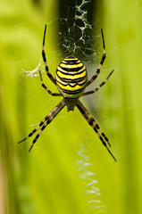 Wespenspinne, Argiope bruennichi Cornacchiaia