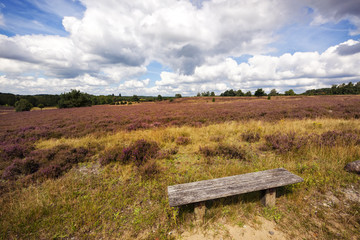 Lüneburger Heide Landschaft