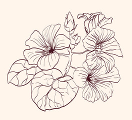 Beautiful Flowers  vector illustration