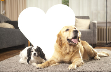 Two dogs with white heart for copy space