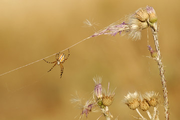 Composición natural y araña