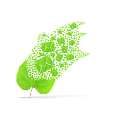 Green leaf of mail on white background