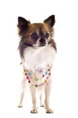 chihuahua with pearl collar