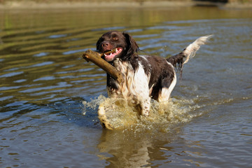 Kl. Muensterlaender apportiert Holzstueck