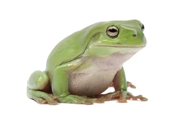 Acrylic prints Frog Green tree frog, Litoria splendida, on white background